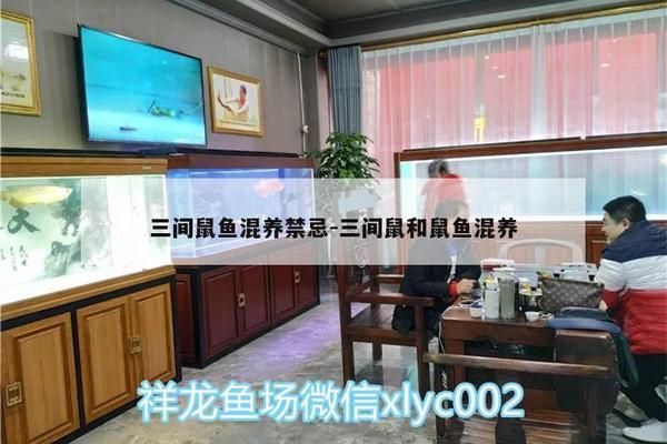 三间鼠鱼混养搭配建议：在水族箱中混养三间鼠鱼和一些其他鱼类时 龙鱼百科 第2张