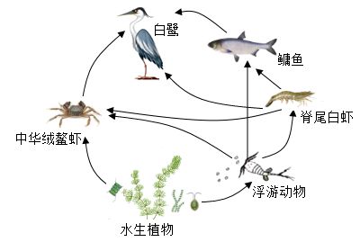 细线银版鱼繁殖行为观察要点：细线银版鱼的繁殖行为观察 细线银板鱼苗 第4张