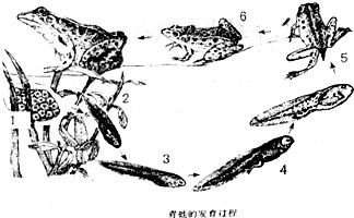 细线银版鱼繁殖行为观察要点：细线银版鱼的繁殖行为观察 细线银板鱼苗 第5张