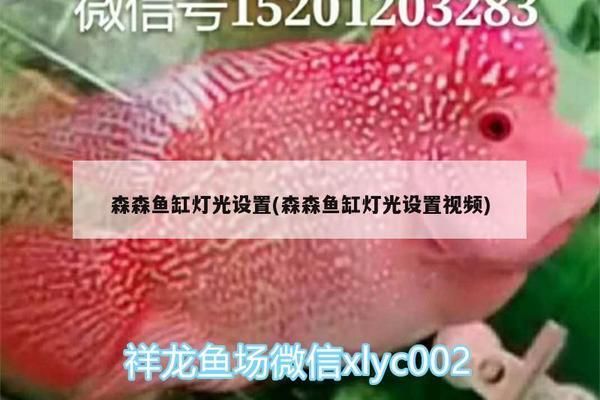 龙鱼灯光使用方法视频讲解：红龙鱼灯光使用方法视频讲解龙鱼灯光的使用方法和技巧 龙鱼百科