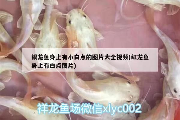 如何诊断小红龙鱼的白点病：小红龙鱼白点病的诊断和预防措施 红龙鱼百科 第5张