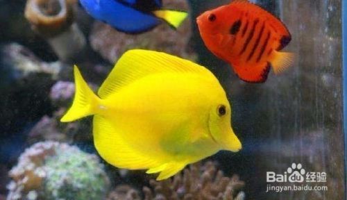 金龙鱼英文怎么读：金龙鱼的一般性问题 水族问答 第1张