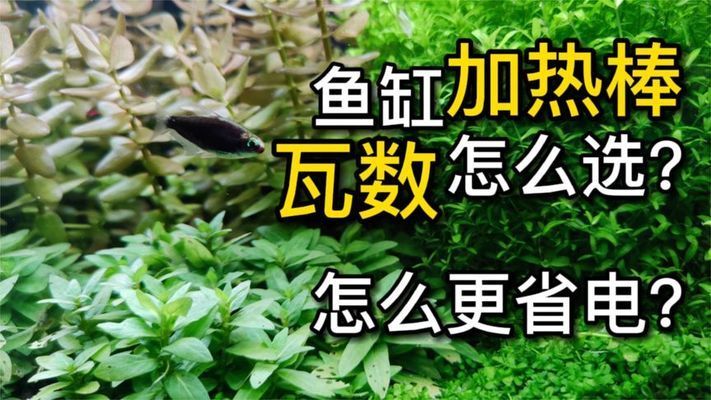 如何选择合适的小红龙鱼加热器：小红龙鱼加热器功率计算方法小红龙鱼加热器安全选购指南 龙鱼百科 第1张