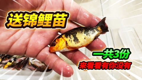 招财猫鱼苗日常饮食搭配建议：招财猫鱼苗饲料品牌推荐 龙鱼百科 第3张