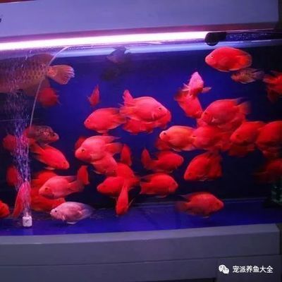 金龙鱼用多大缸：关于金龙鱼的问题 水族问答 第1张