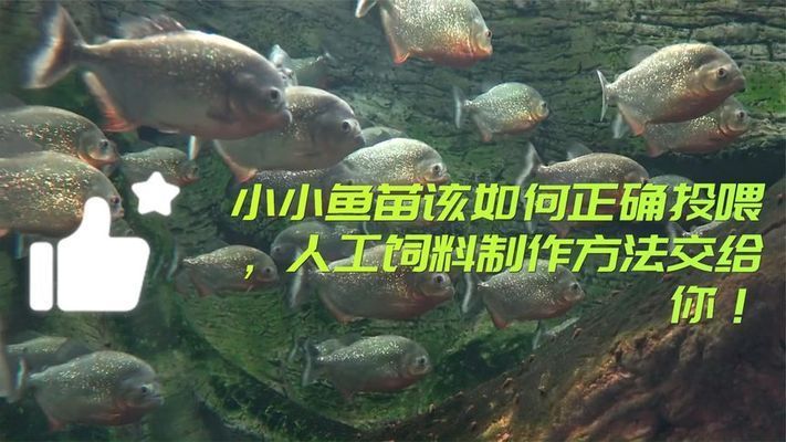 细线银板鱼苗饲料自制方法：细线银板鱼苗饲料保存技巧 细线银板鱼苗 第4张