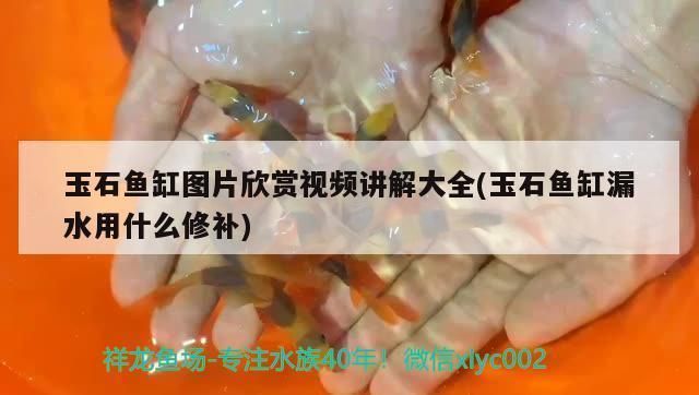 红魔王银板鱼自然饵料获取方法：红魔王鱼饵在家养殖中的应用技巧河蚬肉在钓鱼中的应用技巧 细线银板鱼苗 第3张