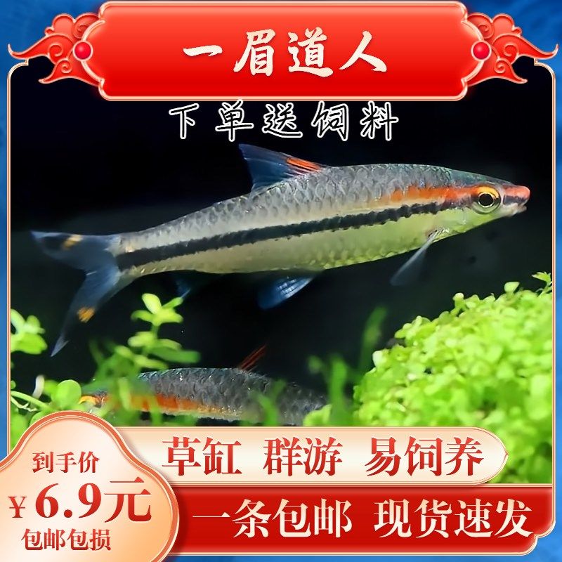 金龙鱼有点沉头：关于金龙鱼的沉头问题 水族问答