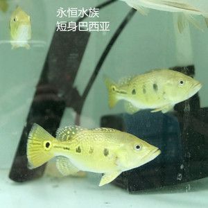 金龙鱼有多少员工：金龙鱼员工规模是如何增长的？ 水族问答 第1张