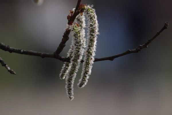 银版鱼日常护理要点：如何判断银版鱼水质是否合格 细线银板鱼苗 第4张