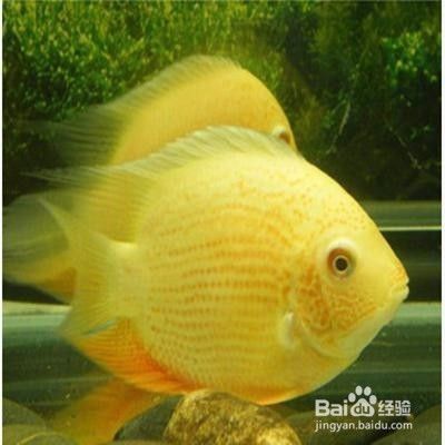 金龙鱼有公母吗：如何判断金龙鱼的性别？ 水族问答 第1张