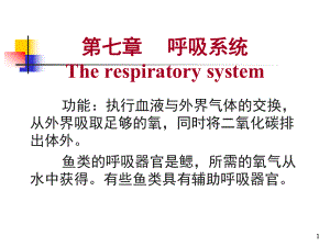 申古银版鱼呼吸系统的特殊性：申古银版鱼呼吸系统特殊性 细线银板鱼苗 第2张