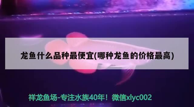 龙鱼最便宜的品种排名第一是什么：最便宜的龙鱼品种——银龙鱼 龙鱼百科 第4张