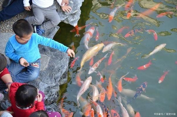 金龙鱼有没有蓝色的：金龙鱼有没有蓝色品种的金龙鱼，它们是如何培育出来的 水族问答 第2张