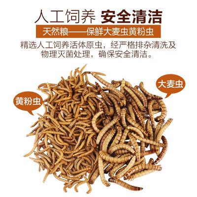 银龙鱼能用黄粉吗：银龙鱼使用黄粉对鱼类具体危害，水族箱水质维护技巧 龙鱼百科 第3张