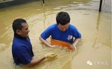 龙鱼养殖基地视频讲解：龙鱼养殖基地的视频内容 龙鱼百科 第3张