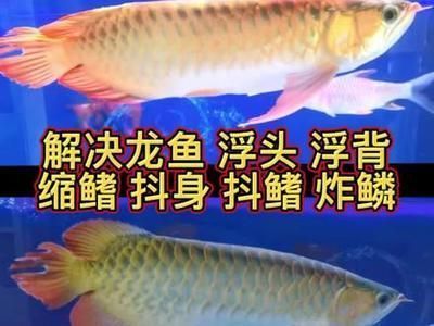 龙鱼浮起来了怎么办：龙鱼浮起来了可能是由于多种原因引起龙鱼浮起来了 龙鱼百科 第4张