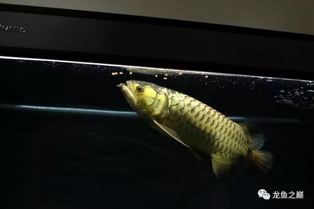 金龙鱼有胃吗：-金龙鱼的消化系统是否适应了它们的食物类型 水族问答 第2张