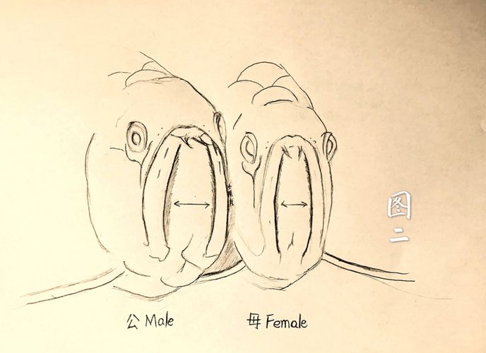 龙鱼公母图：龙鱼公母图是一种用于识别和选择合适品种的龙鱼工具 龙鱼百科 第1张