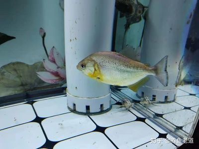 红勾银版鱼繁殖饲料自制方法：红勾银版鱼的繁殖饲料可以自制观赏鱼饲料保存技巧分享 细线银板鱼苗 第4张