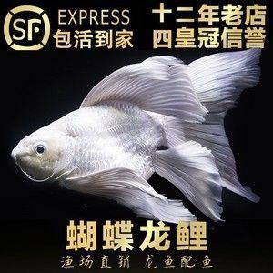 红勾银版鱼混养水质管理技巧：红勾银版鱼与申古银板鱼混养时水质管理 细线银板鱼苗 第4张