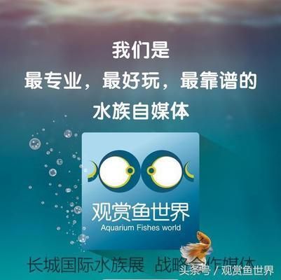 金龙鱼幼苗在哪里批发最便宜的：金龙鱼幼苗在哪里可以批发到最低价的金龙鱼幼苗 水族问答 第1张