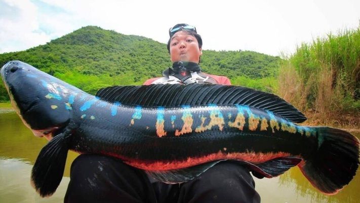 雷龙鱼疾病早期症状识别：雷龙鱼疾病早期症状及其治疗方法 龙鱼百科 第3张