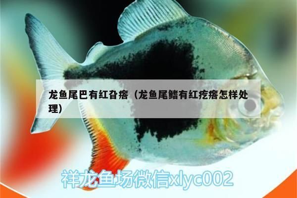 龙鱼鳍上长红色疙瘩：龙鱼鳍上长红色疙瘩可能由多种原因引起 红龙鱼百科 第1张