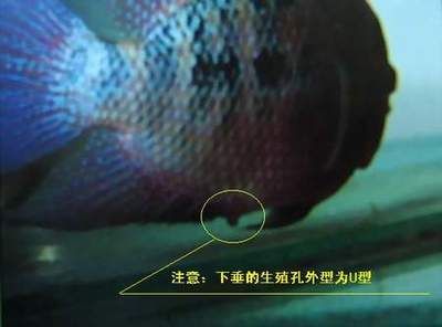 金龙鱼鱼百度百科：如何正确地为金龙鱼挑选食物？ 水族问答 第2张