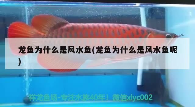 龙鱼属于风水鱼吗为什么：泰国文化中龙鱼的象征意义 龙鱼百科 第2张