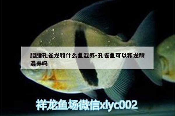 胭脂孔雀龙鱼混养水质管理：胭脂孔雀龙鱼在混养时需要注意水质管理和饲养环境的关键点 龙鱼百科 第5张