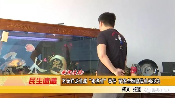 红龙鱼出售或转让骗局：如何辨别红龙鱼的真伪 红龙鱼百科 第1张