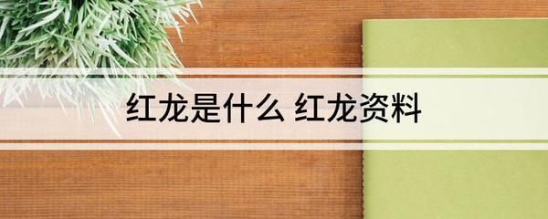 加里曼丹红龙鱼证书查询：加里曼丹红龙鱼的证书查询流程 红龙鱼百科 第1张