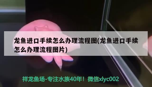 龙鱼进口手续怎么办理流程：龙鱼进口手续办理流程 龙鱼百科 第2张