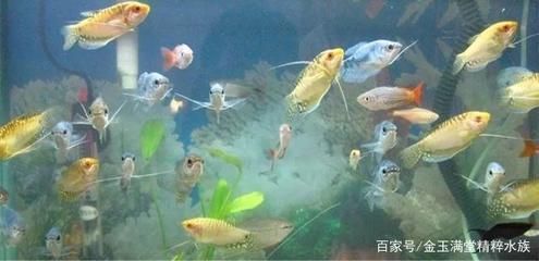 如何通过光照改善银龙鱼色彩：银龙鱼水族箱布置技巧银龙鱼水族箱布置技巧 龙鱼百科