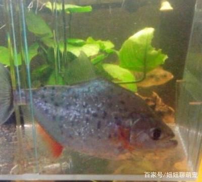 银板鱼混养最佳水温设定：银板鱼与龙鱼混养的最佳水温设定 龙鱼百科 第2张