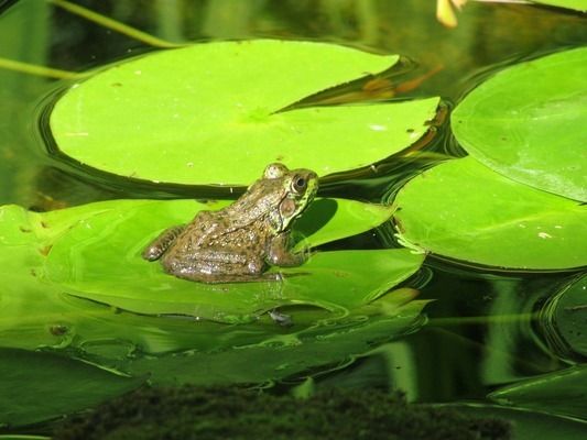 龙鱼过滤要用哪些滤材：养龙鱼时可以选择物理过滤棉、生化性滤材（如活性炭）和吸附性滤材