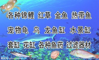 龙鱼缸过滤器材怎么放：龙鱼缸过滤器材及牌推荐