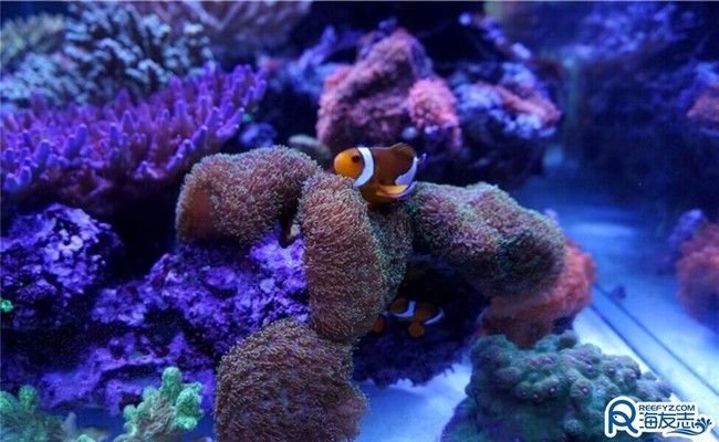 如何选择适合水族箱的灯光类型？：水族箱灯光定时控制方法水族箱灯光定时控制方法 龙鱼百科 第1张