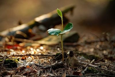 龙鱼水霉病最好的治疗方法土霉素：使用土霉素治疗龙鱼水霉病