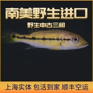 龙鱼进口流程视频大全：龙鱼从进口到饲养的详细流程 龙鱼百科 第4张