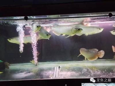 金龙鱼怎么摆头朝内头朝外头：关于金龙鱼摆头的问题 水族问答 第1张