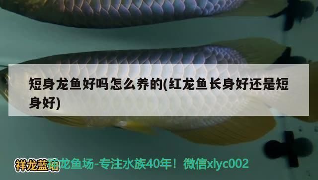 龙鱼短身和正常身区别：短身型龙鱼和正常身型龙鱼的区别 龙鱼百科 第5张