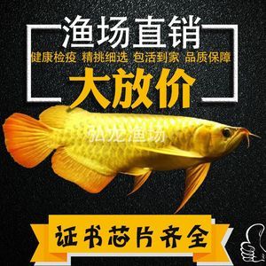 金龙红龙鱼苗怎么区分好坏：金龙红龙鱼和红龙鱼苗在外观上有明显的区别，如何挑选鱼苗 红龙鱼百科 第5张