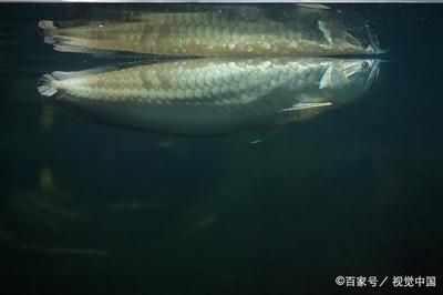 龙鱼鳞片会自己脱落吗：红龙鱼的鳞片掉落后，鱼体会尝试自行恢复健康和幸福 龙鱼百科 第4张