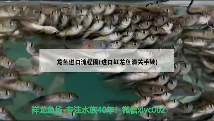 进口红龙鱼清关手续：进口红龙鱼清关流程