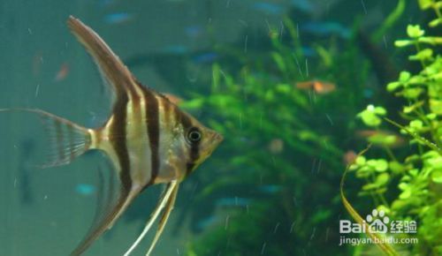 金龙鱼怎么画好看又简单：金龙鱼的绘画方法 水族问答 第1张