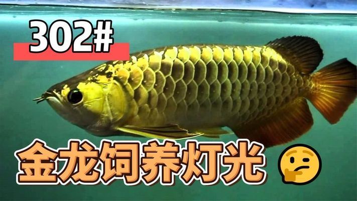 龙鱼灯光使用方法视频：龙鱼水族箱led灯与荧光灯对比,龙鱼灯光布置避免强光技巧 龙鱼百科 第2张