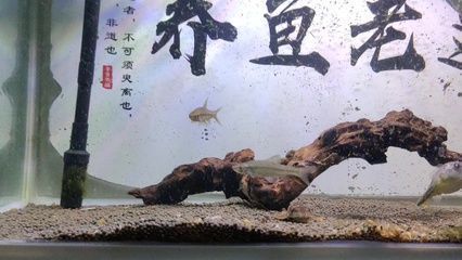 金龙鱼怎么区分公母图解：如何区分金龙鱼的性别 水族问答 第2张