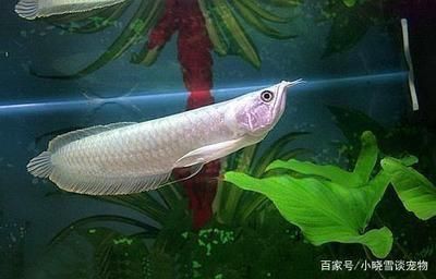 金龙鱼怎么算宽身：养殖金龙鱼的注意事项 水族问答 第2张